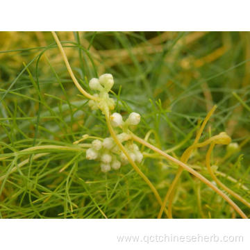 High Quality Natural Dodder Seed